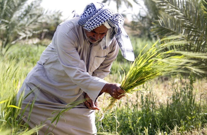 الزراعة تكشف عن تفاصيل الخطة الزراعية الصيفية المقبلة